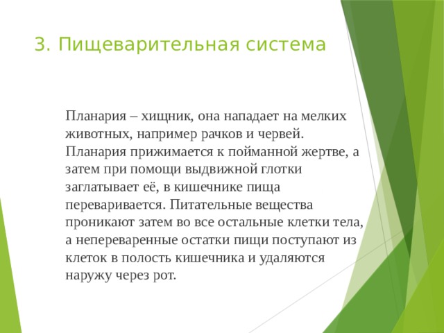 3. Пищеварительная система   Планария – хищник, она нападает на мелких животных, например рачков и червей. Планария прижимается к пойманной жертве, а затем при помощи выдвижной глотки заглатывает её, в кишечнике пища переваривается. Питательные вещества проникают затем во все остальные клетки тела, а непереваренные остатки пищи поступают из клеток в полость кишечника и удаляются наружу через рот. 