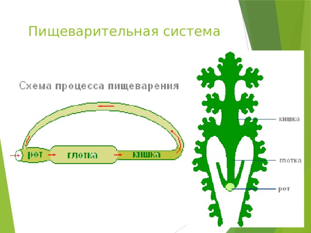  Пищеварительная система   