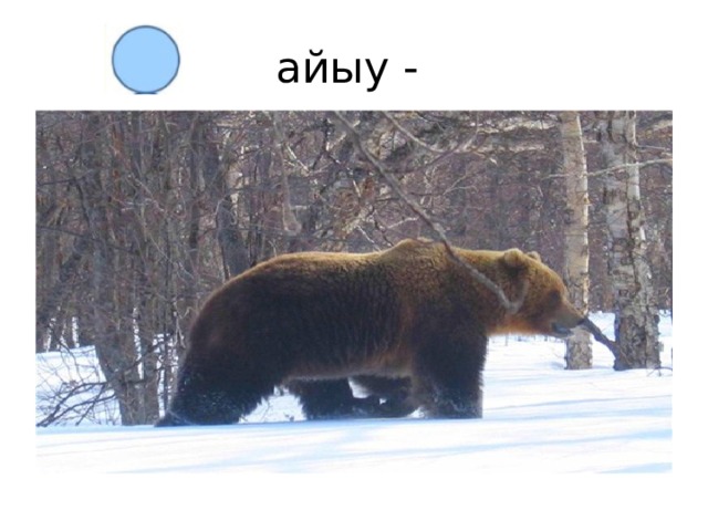 айыу - 