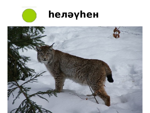 һеләүһен 