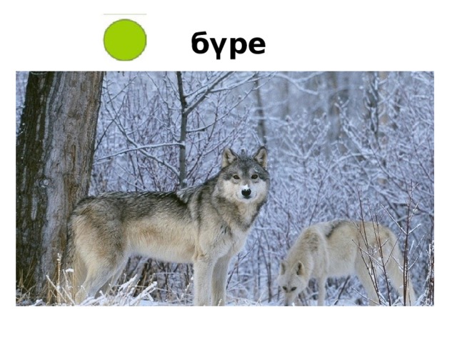 бүре 