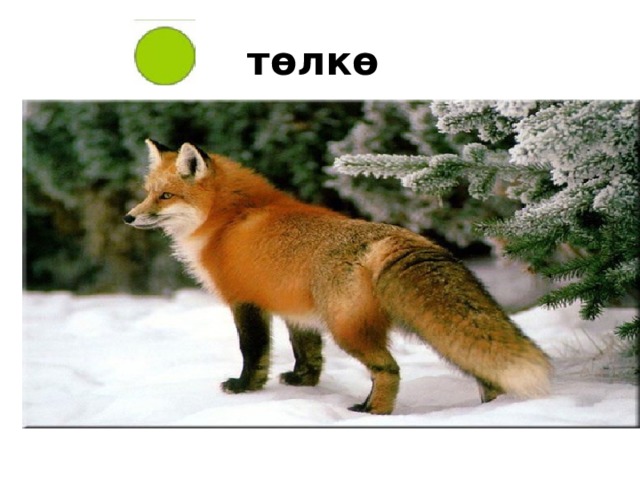 төлкө 