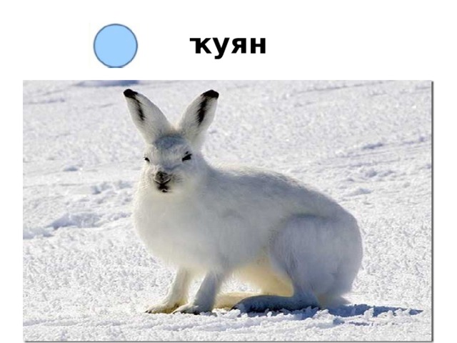 ҡуян 