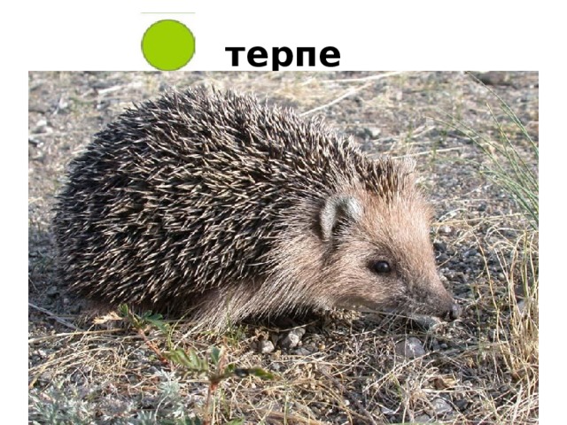 терпе 