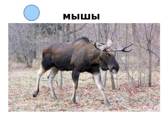 мышы 