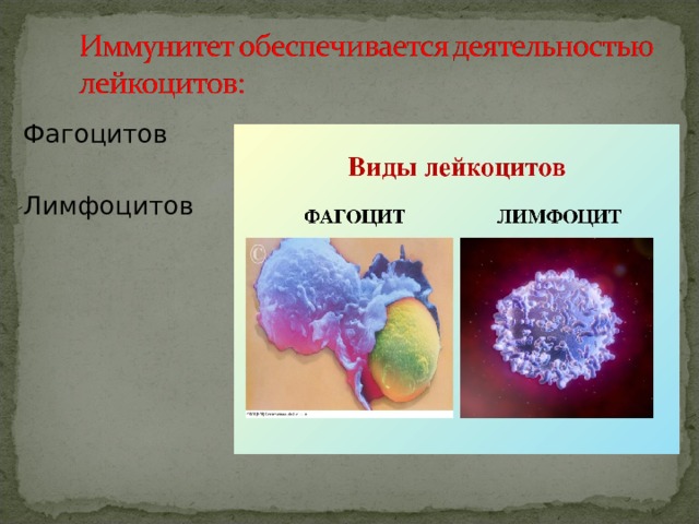  Фагоцитов  Лимфоцитов 
