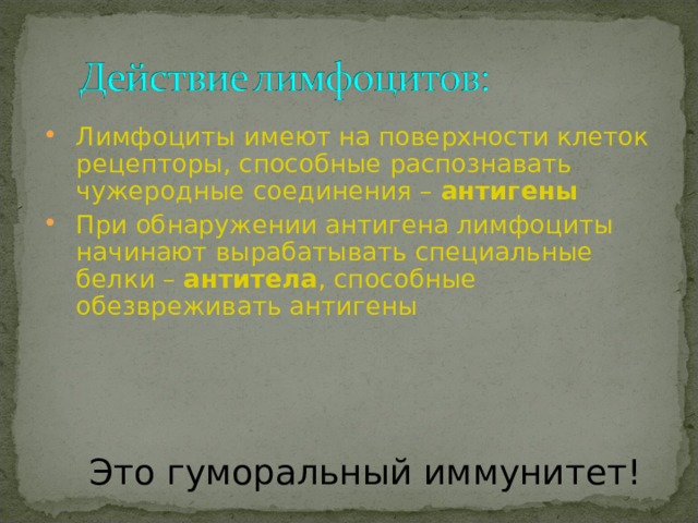 Лимфоциты имеют на поверхности клеток рецепторы, способные распознавать чужеродные соединения – антигены При обнаружении антигена лимфоциты начинают вырабатывать специальные белки – антитела , способные обезвреживать антигены Это гуморальный иммунитет! 
