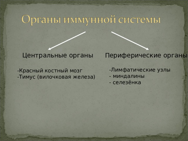 Периферические органы Центральные органы -Красный костный мозг -Тимус (вилочковая железа) -Лимфатические узлы - миндалины - селезёнка 