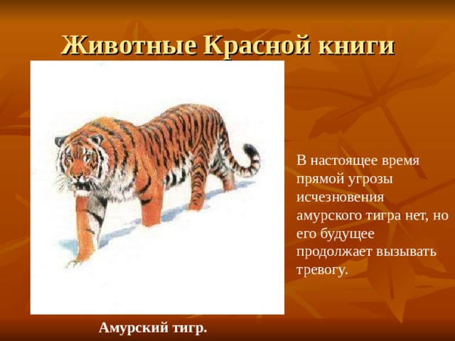 Животные Красной книги В настоящее время прямой угрозы исчезновения амурского тигра нет, но его будущее продолжает вызывать тревогу.  Амурский тигр. 