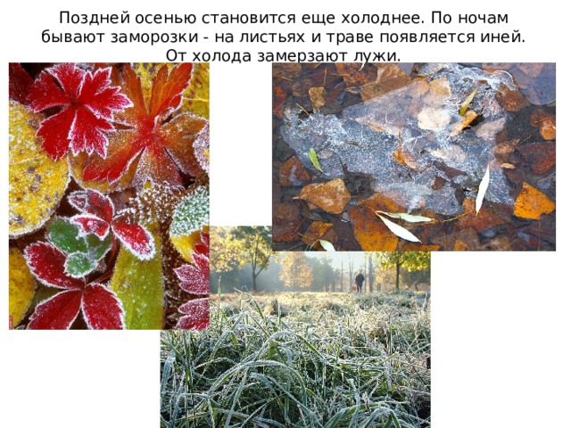 Поздней осенью становится еще холоднее. По ночам бывают заморозки - на листьях и траве появляется иней. От холода замерзают лужи. 