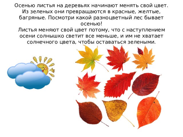 Осенью листья на деревьях начинают менять свой цвет. Из зеленых они превращаются в красные, желтые, багряные. Посмотри какой разноцветный лес бывает осенью!  Листья меняют свой цвет потому, что с наступлением осени солнышко светит все меньше, и им не хватает солнечного цвета, чтобы оставаться зелеными. 