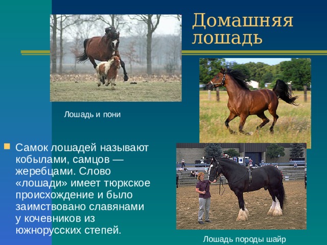 Домашняя лошадь Лошадь и пони Самок лошадей называют кобылами, самцов — жеребцами. Слово «лошади» имеет тюркское происхождение и было заимствовано славянами у кочевников из южнорусских степей. Лошадь породы шайр 