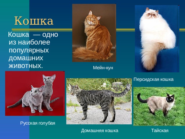 Кошка  Кошка — одно из наиболее популярных домашних животных. Мейн-кун Персидская кошка Русская голубая Тайская Домашняя кошка 