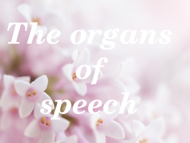 The organs  of  speech 