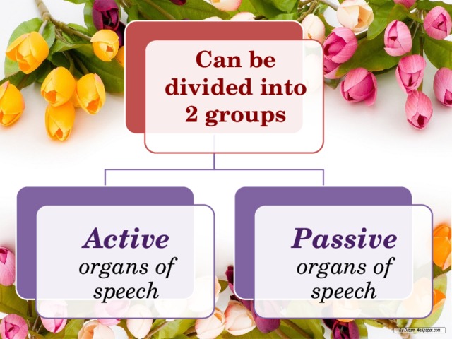 organs of speech active and passive