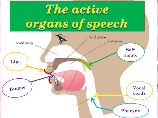 organs-of-speech