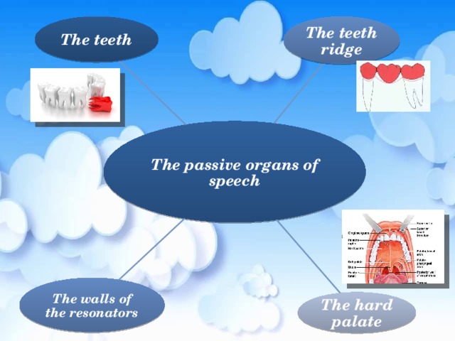 The teeth The teeth ridge The passive organs of speech The walls of the resonators The hard palate 