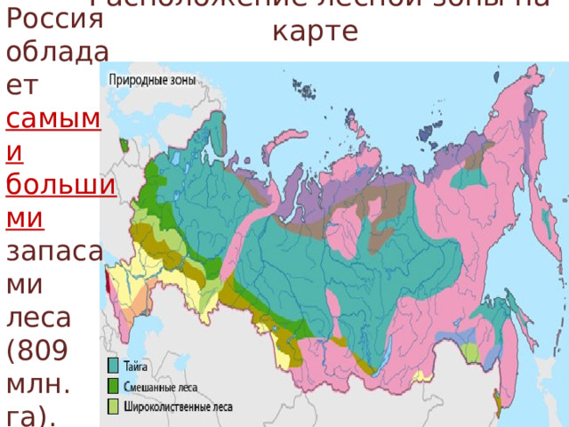  Расположение лесной зоны на карте   Россия обладает самыми большими запасами леса (809 млн. га). 