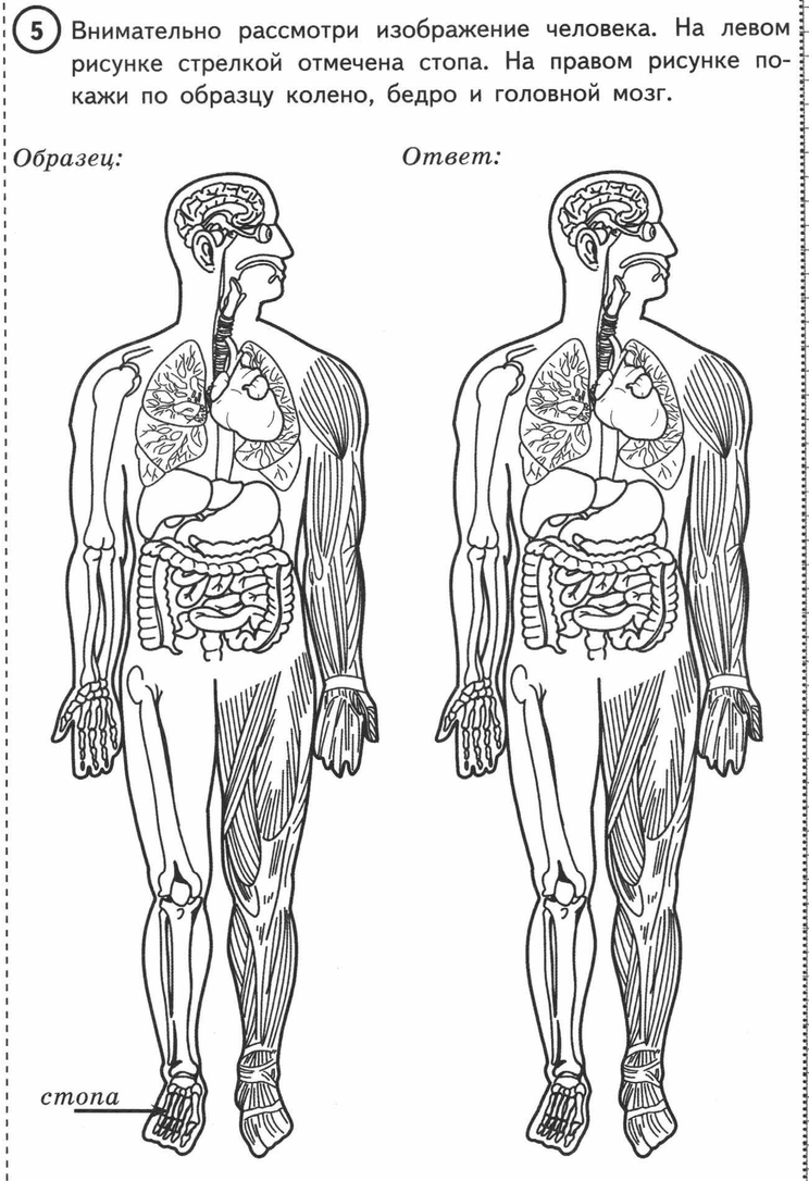 Впр 8 класс анатомия человека. Строение тела человека. Рассмотри изображение человека. Изображение человека ВПР. Схема строения человека ВПР.