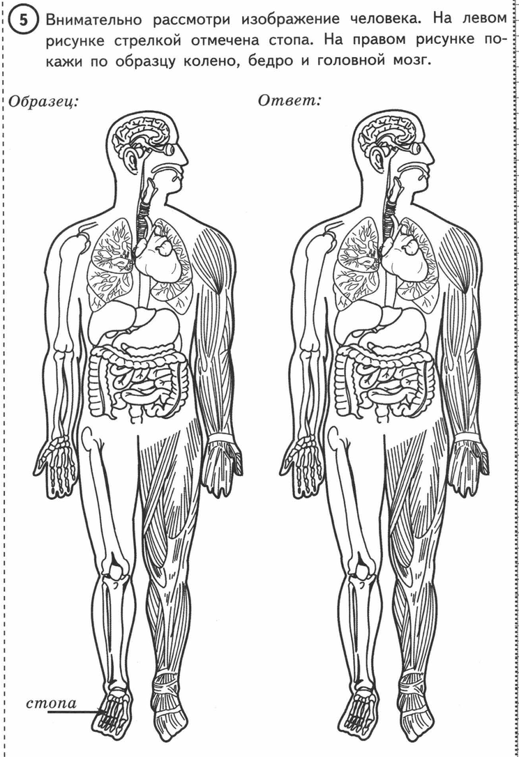 Где находятся другие рисунки. Строение человека ВПР. ВПР окружающий мир тело человека. Рассмотри изображение человека. Рассмотрим изображение человека покажи стрелками.