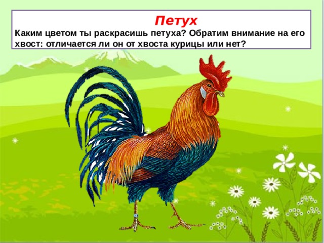  Петух Каким цветом ты раскрасишь петуха? Обратим внимание на его хвост: отличается ли он от хвоста курицы или нет? 