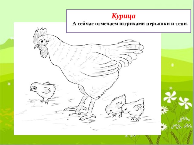 курица петух цыпленок рисунок. img7. курица петух цыпленок рисунок фото. курица петух цыпленок рисунок-img7. картинка курица петух цыпленок рисунок. картинка img7. Поэтапное рисование домашней птицы: курицы, петуха, цыпленка