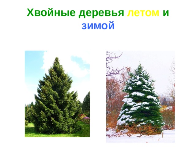 Хвойные деревья летом и зимой 
