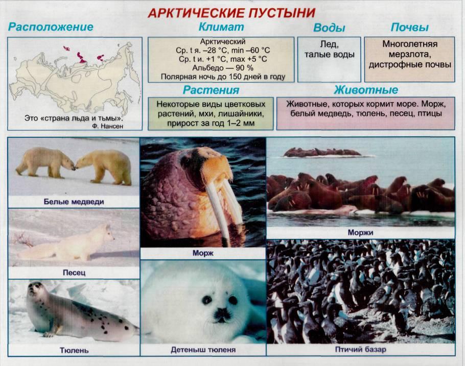 Животный мир природной зоны арктические пустыни. Арктика зона арктических пустынь. Арктические пустыни природная зона. Таблица природных зон России (Арктика зона арктических пустынь. Природные зоны арктические пустыни таблица.