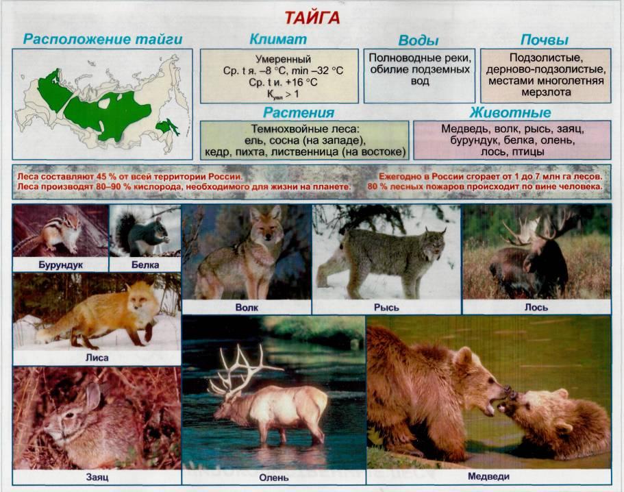 Проект тайга 4 класс окружающий мир