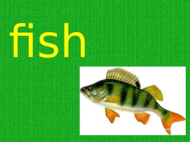 fish 