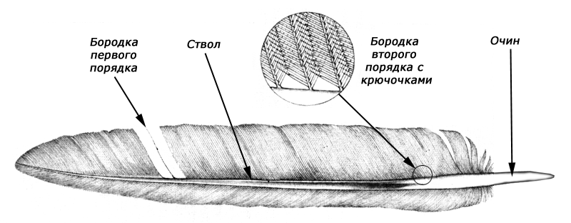 Контурное перо птицы строение и рисунок