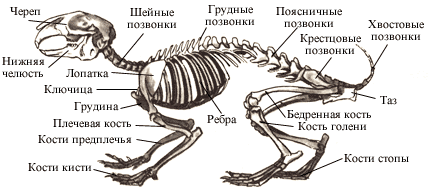 Если у животного имеется скелет изображенный на рисунке 4 то для этого животного вероятнее всего