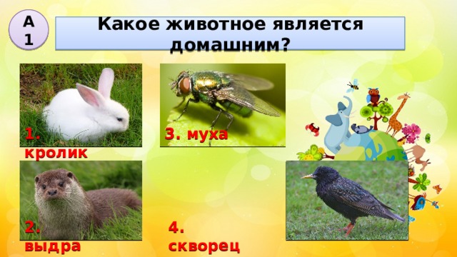 А1 Какое животное является домашним? 3. муха 1. кролик 2. выдра 4. скворец 