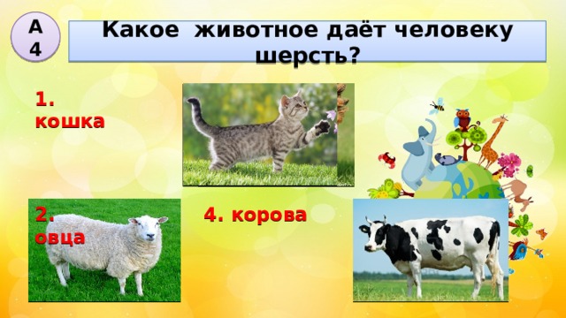 А4 Какое животное даёт человеку шерсть? 3. курица 1. кошка 4. корова 2. овца 