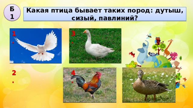 Б1 Какая птица бывает таких пород: дутыш, сизый, павлиний? 3. 1. 2. 4. 