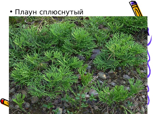 Плаун сплюснутый 