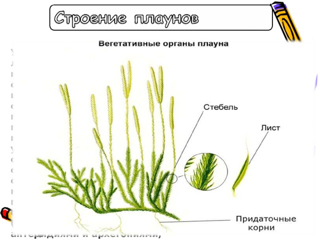 У современных форм плаунов листья сравнительно небольшие и расположены спиралью вокруг ползучего или приподнимающегося стебля. Вниз от стебля идут похожие на корни ветвящиеся придаточные корни. Споры (у некоторых форм одинаковые, у других – разных размеров) образуются на верхней стороне спорофиллов, собранных в вертикальные колоски или шишечки. Как и у папоротников, споры плауна образуют заростки (гаметофитное поколение) с антеридиями и архегониями; после оплодотворения на заростках из зигот прорастают спорофиты, и цикл повторяется вновь. 