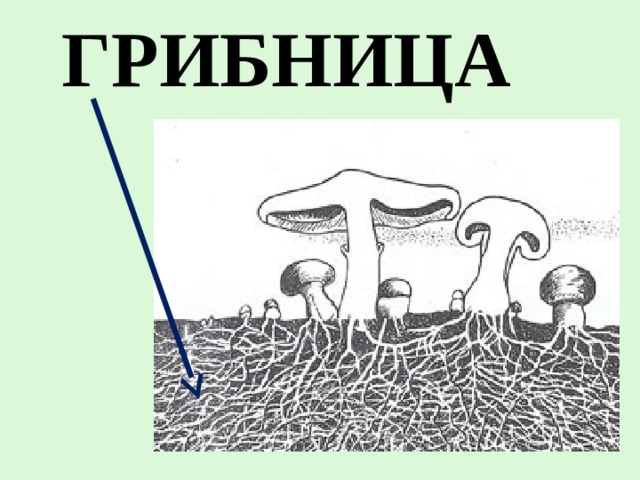 У некоторых грибов нити грибницы представляют собой. Ризома грибница. Грибница картинка. Грибница под землей. Как выглядит грибница на рисунке.