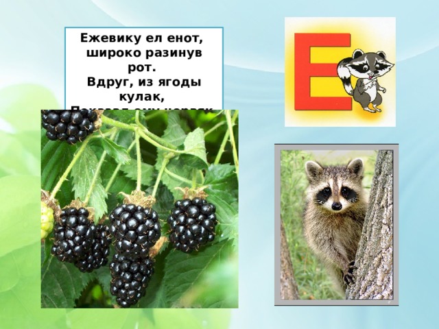 Ежевику ел енот,  широко разинув рот.  Вдруг, из ягоды кулак,  Показал ему червяк. 