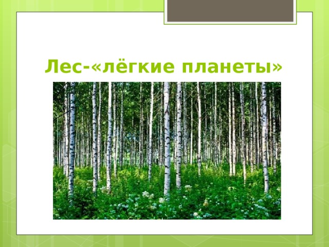 Лес просит о помощи презентация