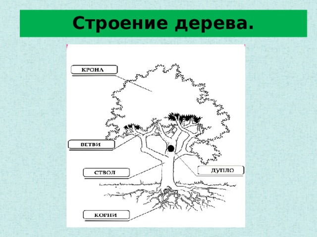 Каково внутреннее строение дерева или кустарника