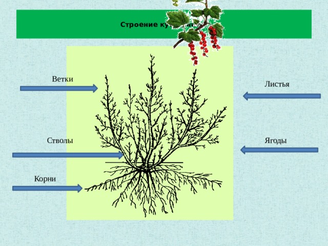 Из чего состоит кустарник схема для детей