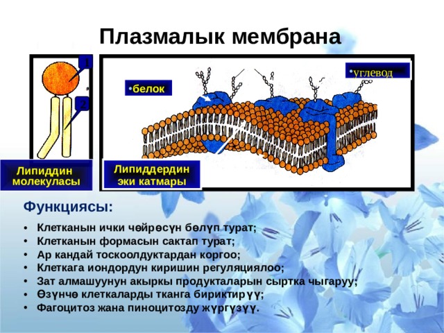 Плазмалык мембрана 1 углевод белок  2 Липиддердин эки катмары  Липиддин молекуласы  Функциясы:   Клетканын ички чөйрөсүн бөлүп турат;  Клетканын формасын сактап турат;  Ар кандай тоскоолдуктардан коргоо;  Клеткага иондордун киришин регуляциялоо;  Зат алмашуунун акыркы продукталарын сыртка чыгаруу;  Өзүнчө клеткаларды тканга бириктирүү;  Фагоцитоз жана пиноцитозду жүргүзүү.  