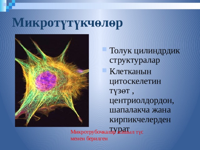 Микротүтүкчөлөр Толук цилиндрдик структуралар Клетканын цитоскелетин түзөт , центриолдордон, шапалакча жана кирпикчелерден турат Микротрубочкалар жашыл түс менен берилген  