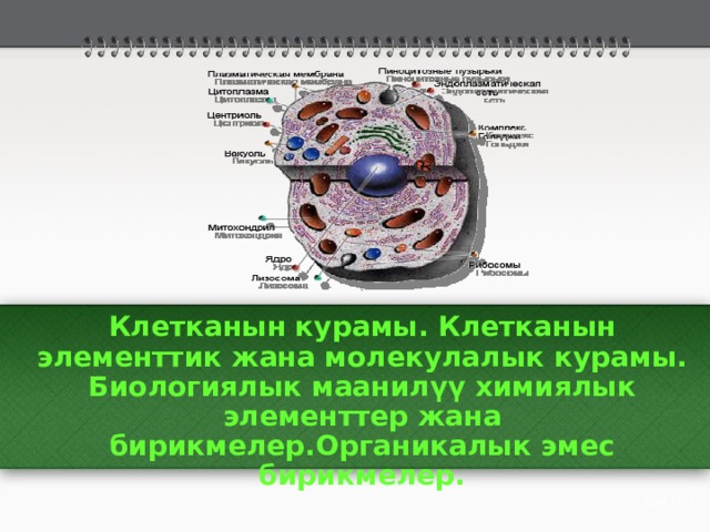 Клетканын курамы. Клетканын элементтик жана молекулалык курамы. Биологиялык маанилүү химиялык элементтер жана бирикмелер.Органикалык эмес бирикмелер. 