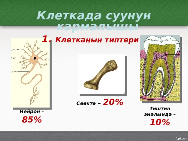 Клеткада суунун кармалышы 1. Клетканын типтери Сөөктө – 20% Тиштин эмалында – 10% Нейрон – 85% 