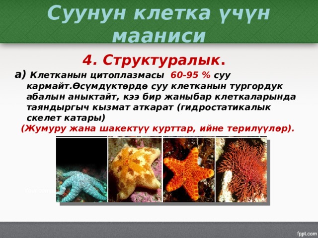 Суунун клетка үчүн мааниси 4. Структуралык . а) Клетканын цитоплазмасы 60-95 % суу кармайт.Өсүмдүктөрдө суу клетканын тургордук абалын аныктайт, кээ бир жаныбар клеткаларында таяндыргыч кызмат аткарат (гидростатикалык скелет катары)  (Жумуру жана шакектүү курттар, ийне терилүүлөр).  