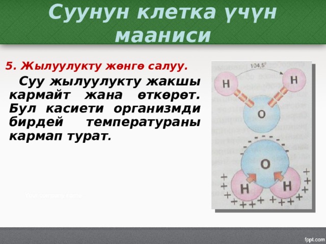 Суунун клетка үчүн мааниси 5. Жылуулукту жөнгө салуу.  Суу жылуулукту жакшы кармайт жана өткөрөт. Бул касиети организмди бирдей температураны кармап турат . 