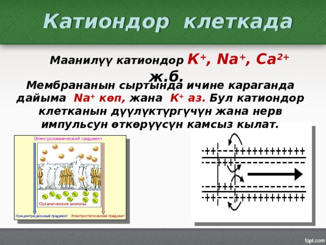 Катиондор клеткада Маанилүү катиондор К + , Na + , Ca 2+ ж.б. Мембрананын сыртында ичине караганда дайыма Na + көп, жана К + аз. Бул катиондор клетканын дүүлүктүргүчүн жана нерв импульсун өткөрүүсүн камсыз кылат. 