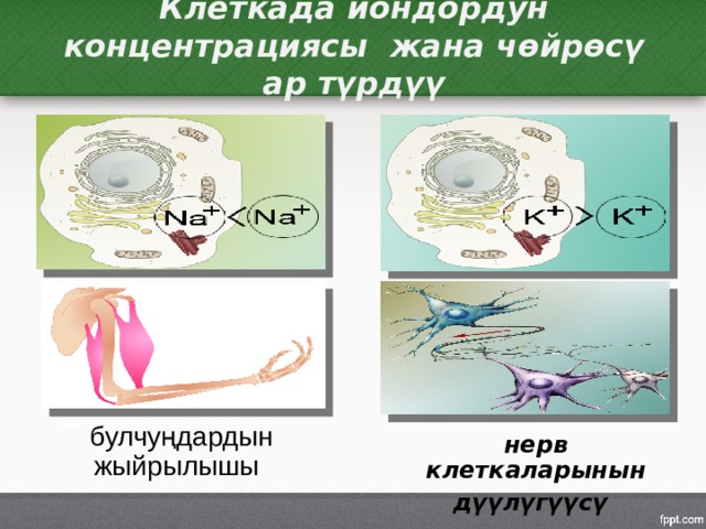 Клеткада иондордун концентрациясы жана чөйрөсү ар түрдүү  булчуңдардын жыйрылышы   нерв клеткаларынын дүүлүгүүсү  